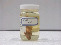 藏品(羅漢魚)的圖片
